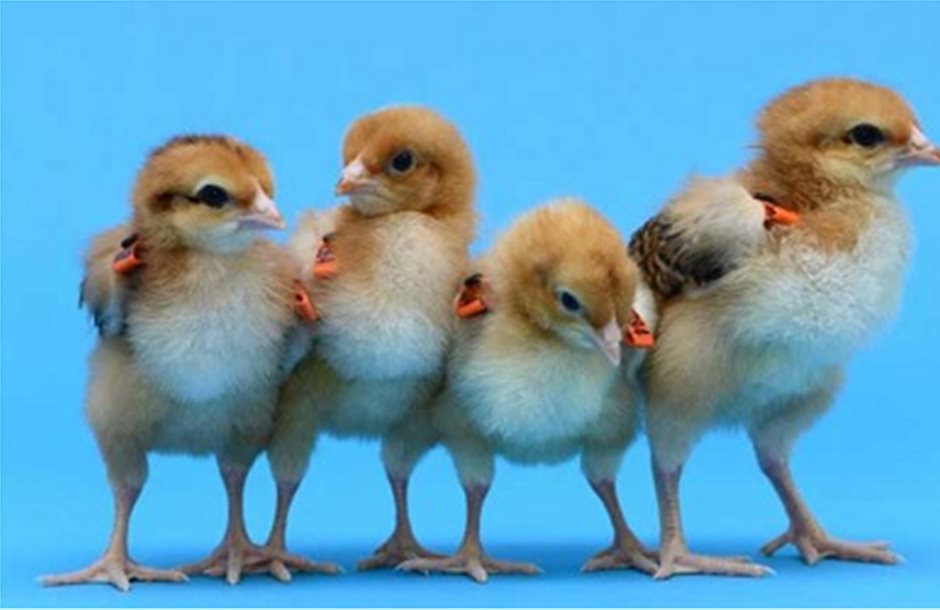 Κότες σε ρόλο παρένθετης μητέρας για σπάνια πουλιά